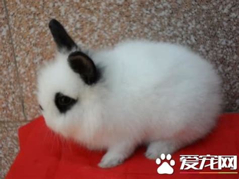 兔子注意事項|兔子飼養：5大必需品